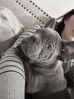 Bling, a male French Bulldog for sale in Beatrice, NE – Photo 5 of 10