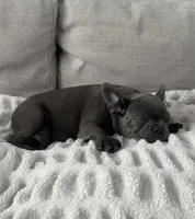 Bling, a male French Bulldog for sale in Beatrice, NE – Photo 6 of 10