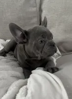 Bling, a male French Bulldog for sale in Beatrice, NE – Photo 3 of 10