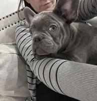 Bling, a male French Bulldog for sale in Beatrice, NE – Photo 2 of 10