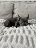 Bling, a male French Bulldog for sale in Beatrice, NE – Photo 9 of 10