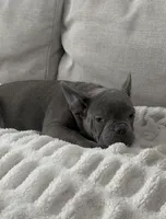 Bling, a male French Bulldog for sale in Beatrice, NE – Photo 7 of 10