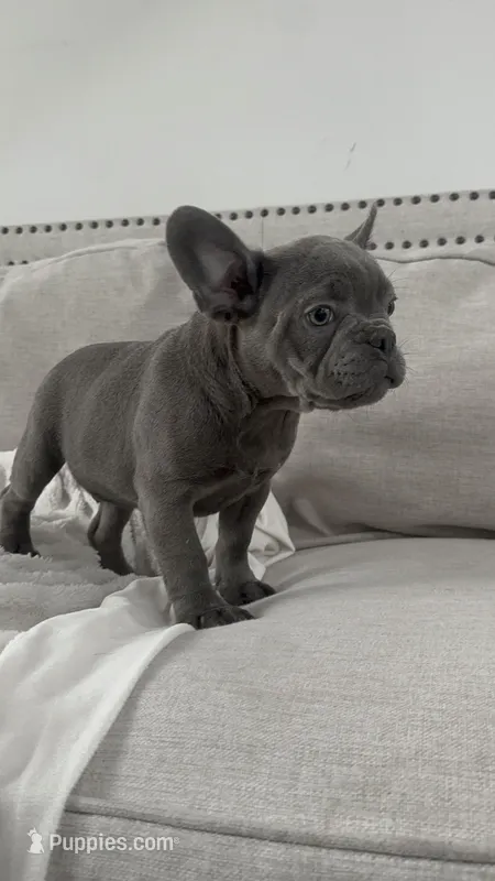 Bling – French Bulldog puppy for sale in Beatrice, NE