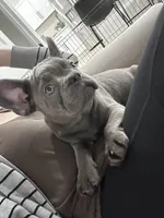 Bling, a male French Bulldog for sale in Beatrice, NE – Photo 4 of 10