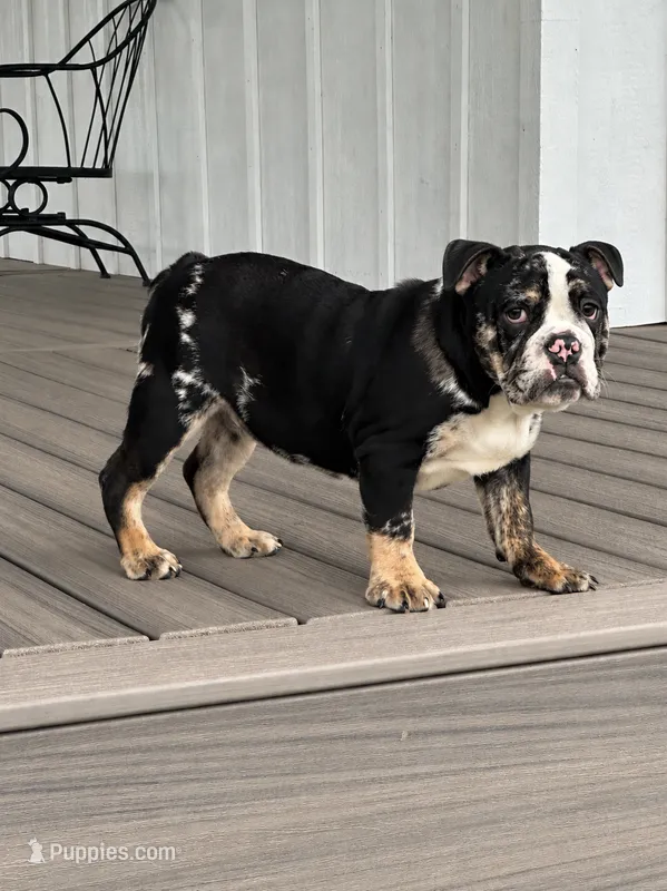 Masters – English Bulldog puppy for sale in Beatrice, NE