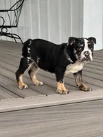Masters, a male English Bulldog for sale in Beatrice, NE – 1 of 3