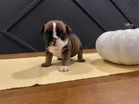 Scarlett, a female English Bulldog for sale in Beatrice, NE – 3 of 4