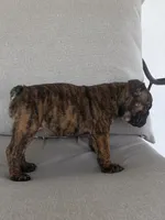 Gabs, a female English Bulldog for sale in Beatrice, NE – 6 of 6
