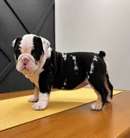 Smokey, a male English Bulldog for sale in Beatrice, NE – 3 of 3