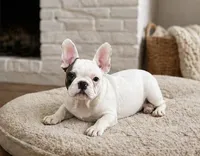 Vikki, a female French Bulldog for sale in Beatrice, NE – 3 of 3