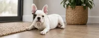 Vikki, a female French Bulldog for sale in Beatrice, NE – 2 of 3
