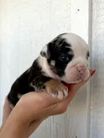 Smokey, a male English Bulldog for sale in Beatrice, NE – 4 of 5