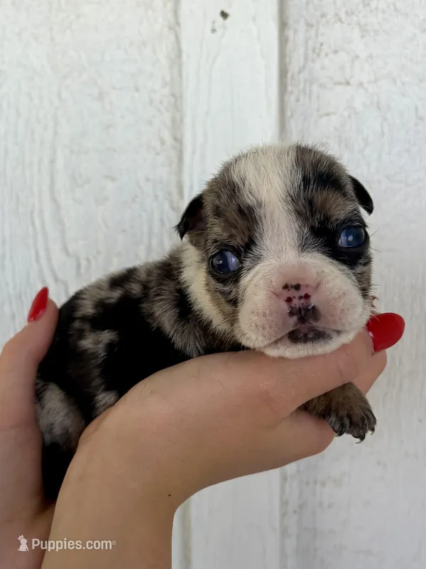 Sirius – English Bulldog puppy for sale in Beatrice, NE