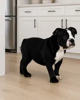 Magz, a female English Bulldog for sale in Beatrice, NE – 2 of 3