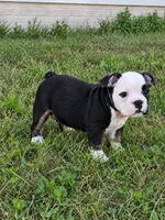 Sasha, a female English Bulldog for sale in Beatrice, NE – 3 of 4