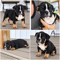 Selena, a female English Bulldog for sale in Beatrice, NE – 5 of 5