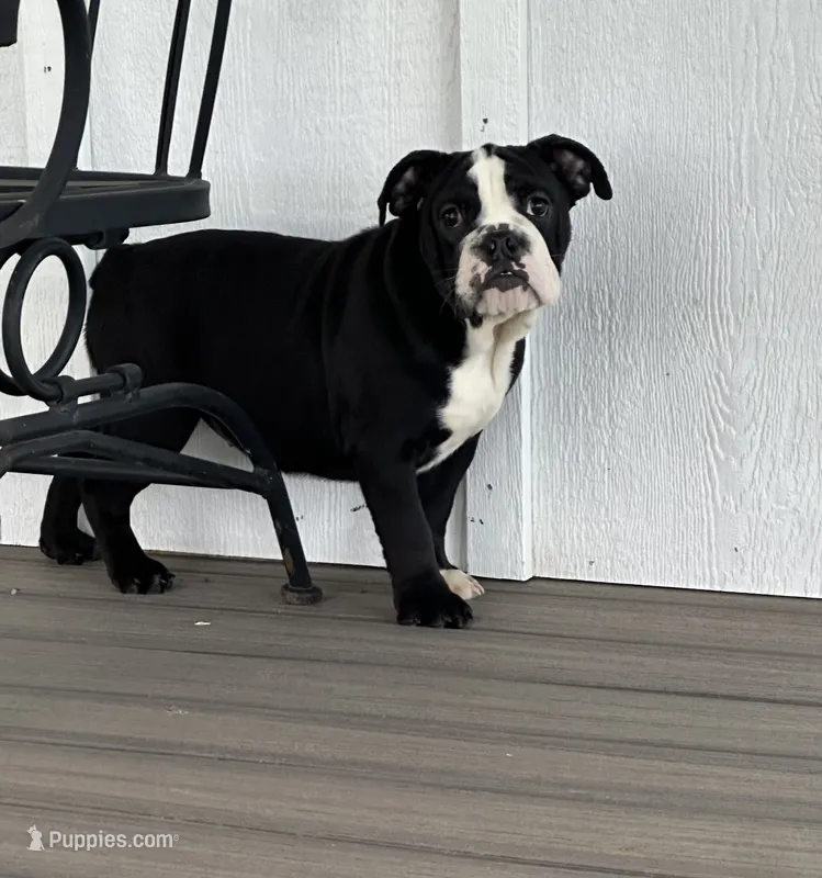 Magz – English Bulldog puppy for sale in Beatrice, NE