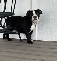 Magz, a female English Bulldog for sale in Beatrice, NE – 1 of 3