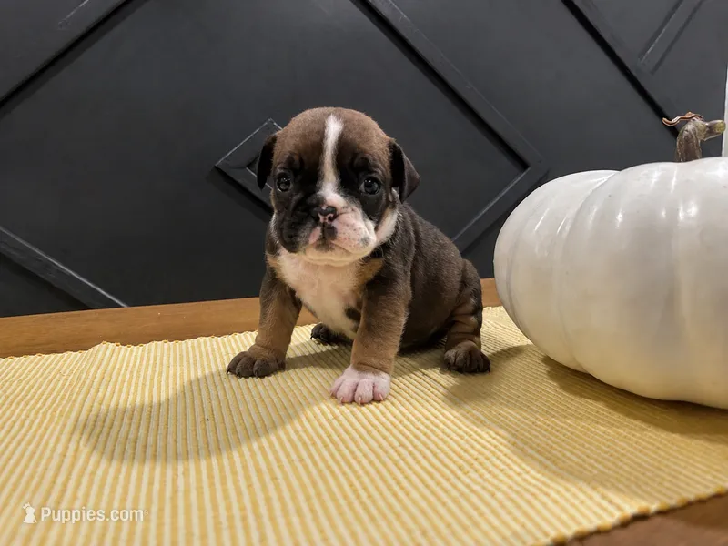 Scarlett – English Bulldog puppy for sale in Beatrice, NE