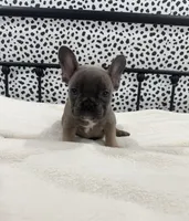 Techno, a male French Bulldog for sale in Beatrice, NE – Photo 5 of 6