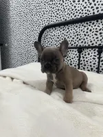 Techno, a male French Bulldog for sale in Beatrice, NE – Photo 6 of 6