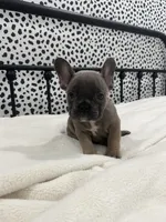 Techno, a male French Bulldog for sale in Beatrice, NE – Photo 1 of 6