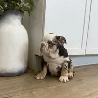 Evie, a female English Bulldog for sale in Beatrice, NE – Photo 5 of 8