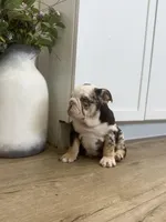 Opal, a female English Bulldog for sale in Beatrice, NE – Photo 5 of 8