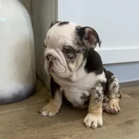 Evie, a female English Bulldog for sale in Beatrice, NE – Photo 6 of 8