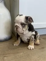 Opal, a female English Bulldog for sale in Beatrice, NE – Photo 6 of 8