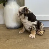 Evie, a female English Bulldog for sale in Beatrice, NE – Photo 8 of 8