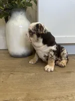 Opal, a female English Bulldog for sale in Beatrice, NE – Photo 8 of 8