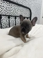 Techno, a male French Bulldog for sale in Beatrice, NE – Photo 4 of 6