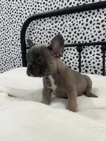 Techno, a male French Bulldog for sale in Beatrice, NE – Photo 2 of 6