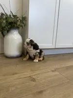 Opal, a female English Bulldog for sale in Beatrice, NE – Photo 7 of 8