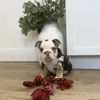 Evie, a female English Bulldog for sale in Beatrice, NE – Photo 1 of 8