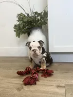 Opal, a female English Bulldog for sale in Beatrice, NE – Photo 1 of 8