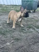 Titus, a male French Bulldog for sale in Beatrice, NE – Photo 5 of 5