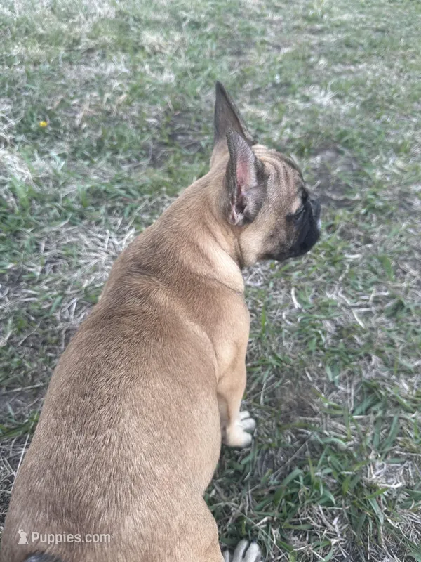 Titus – French Bulldog puppy for sale in Beatrice, NE