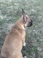 Titus, a male French Bulldog for sale in Beatrice, NE – Photo 1 of 5
