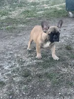 Titus, a male French Bulldog for sale in Beatrice, NE – Photo 4 of 5