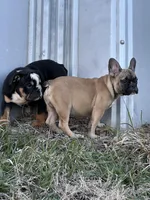 Titus, a male French Bulldog for sale in Beatrice, NE – Photo 2 of 5