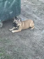 Titus, a male French Bulldog for sale in Beatrice, NE – Photo 3 of 5