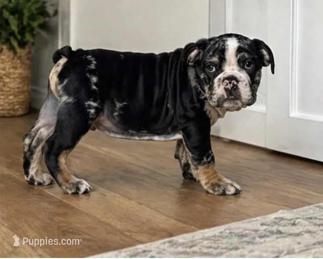 Masters – English Bulldog puppy for sale in Beatrice, NE