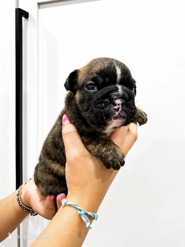 Gabs – English Bulldog puppy for sale in Beatrice, NE