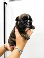 Gabs, a female English Bulldog for sale in Beatrice, NE – 1 of 3