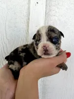 Sirius, a male English Bulldog for sale in Beatrice, NE – 2 of 4
