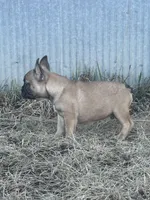 Titus, a male French Bulldog for sale in Beatrice, NE – Photo 3 of 7