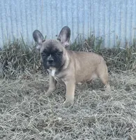 Titus, a male French Bulldog for sale in Beatrice, NE – Photo 7 of 7