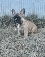 Titus, a male French Bulldog for sale in Beatrice, NE – Photo 6 of 7